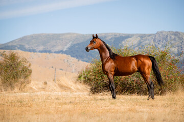 Obraz premium Beautiful bay arabian stallion standing free
