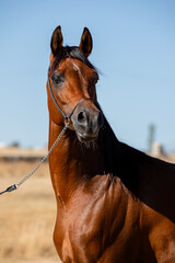 Beautiful face portrait of an arabian stallion