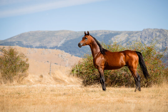 Beautiful bay arabian stallion standing free