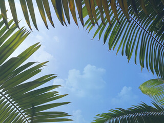 Palm leaf against blue sky, concept about relaxing in the natural theme.