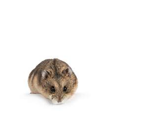 Cute adult brown hamster standing facing front on edge. Looking straight to camera. Isolated on a...