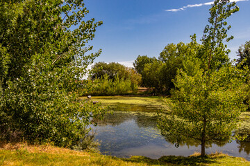 Fototapeta na wymiar Peaceful pond in centre of town. Coledale, Alberta, Canada