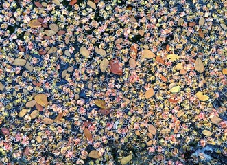 Natural background of fallen petals and small leaves floating on water surface.
