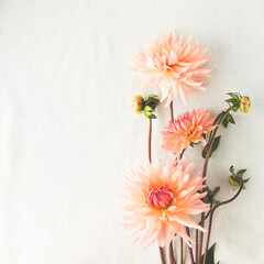 pink dahlias on a light background © kochabamba