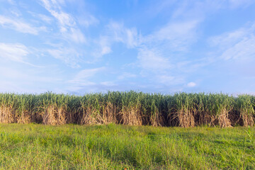 Sugarcane plantation, clear sky, Asia, Thailand.