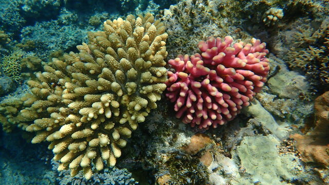 Acroporid coral Acropora gemmifera and Hood coral or Smooth cauliflower coral (Stylophora pistillata) undersea, Red Sea, Egypt, Sharm El Sheikh, Nabq Bay