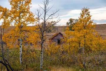 Rustic buildings barley standing in fields. Kneehill County, Alberta, Canada