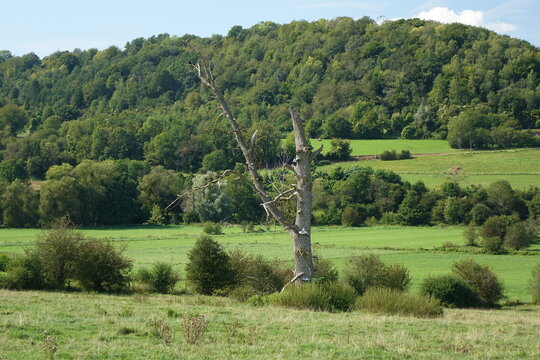 Typical Wallonian landscape with remote tree in late summer near Torgny, Rouvroy, Luxembourg, Wallonia, southernmost village of Belgium
