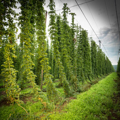 Green hops field. Fully grown hop bines. Hops field in Bavaria Germany. Hops are main ingredients in Beer production