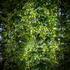 Green hops field. Fully grown hop bines. Hops field in Bavaria Germany. Hops are main ingredients in Beer production