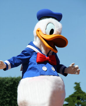 Donald duck. Walt Disney character in a Disneyland parade. Disney World. Donald in his sailor clothes. Person disguised as Donald. The magic of Disney. Euro Disney. Disney Land Paris. 
Mickey's friend