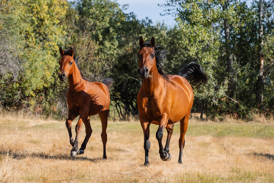 Arabian bay mare and filly trotting free