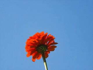 Nahaufnahme der orangen Blüte einer Zinnie vor blauem Himmel