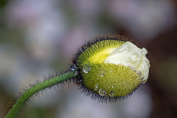 Nahaufnahme der Knospe von weiß blühendem Mohn mit Wassertropfen, Papaver