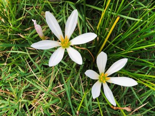 white spring flowers