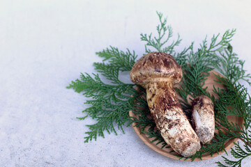 mushrooms on a tree