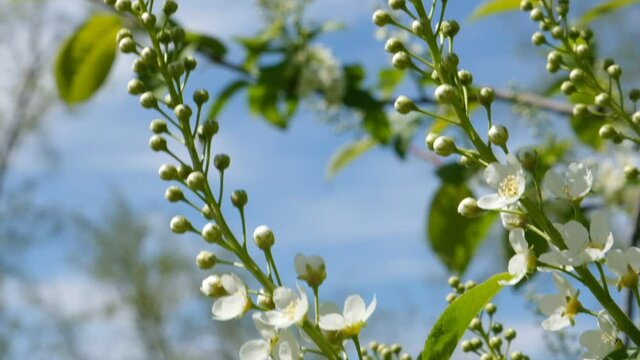 Young spring leaves and flowers of bird cherry tree with unblown flower buds. Spring background. Soft selective focus.