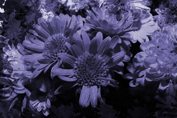 Close-up of a bouquet of gerberas in lilac and blue tones.