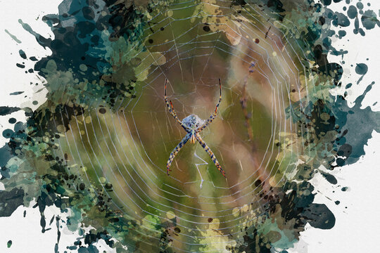 Argiope lobata. A spider in the center of a web. Insect in the wild. Habitat.