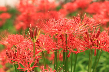 巾着田　曼珠蓮華