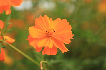 コスモス