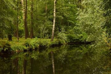 Obraz premium river in forest