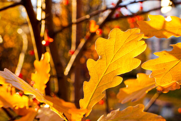 Yellow oak leaf backlit by morning sunlight. Autumn oak leaves.