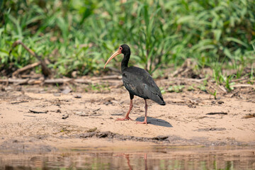 The bare-faced ibis (Phimosus infuscatus)