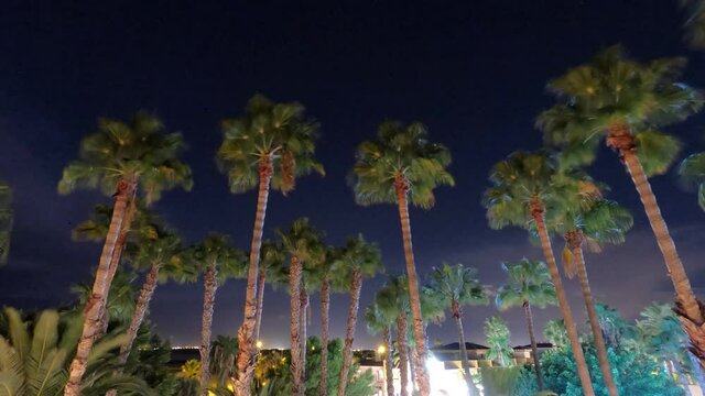 timelapse og palmes at night