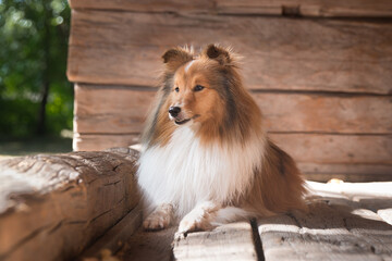 Beautiful sable white sheltie lies outdoors on the sun with background of historical wooden house....