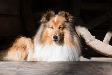 Beautiful sable white sheltie lies outdoors on the sun with background of historical wooden horse...