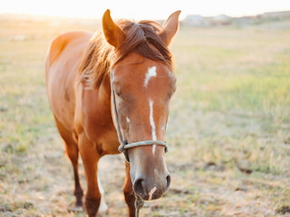 Naklejka na ściany i meble horse in the field grazing in the meadow morning mammal