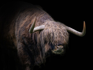 Libre d& 39 une vache highland écossaise sur fond noir