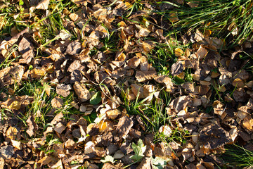 Land with green grass and yellow leaves, autumn, background