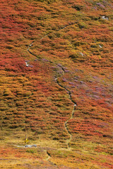 Ein einsamer Wanderweg durch bunte Herbstfarben