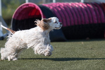Purebred active sable white American Cocker Spaniel running dog agility course with full attention....