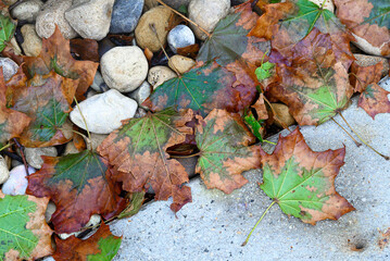 Colorful wet autumn leaves and stones on the edge of a sidewalk after rain