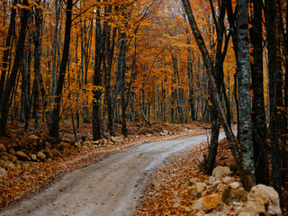 Forest trail trees autumn golden leaves nature