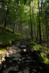 Wald im morgendlichen Sonnenschein