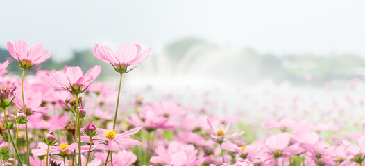 Fototapeta na wymiar Beautiful pink cosmos flowers field with blurred background. copy space for text.