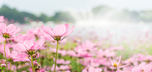 Beautiful pink cosmos flowers field with blurred background. copy space for text.