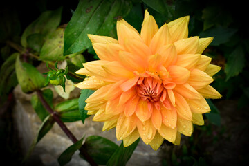 Flower in bloom Yellow Dahlia with leaves and water drops dew drops