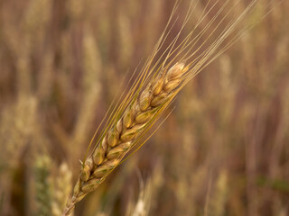 ear of rye close-up, almost ripe, harvest is coming soon
