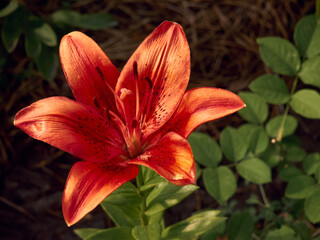 red lily flower close-up, the rays of the summer sun are reflected from the delicate petals