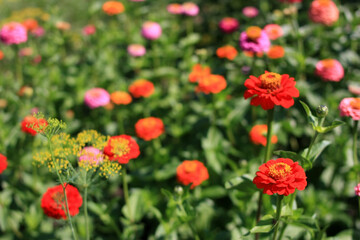 Fototapeta premium Red flowers growing on a green meadow