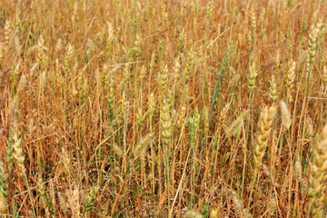 Yellow ears of ripe rye in the field