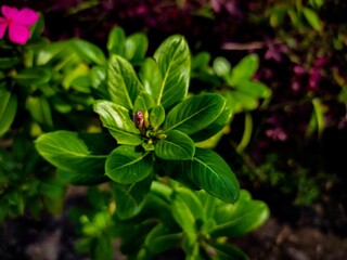 Fototapeta na wymiar pink and green plant