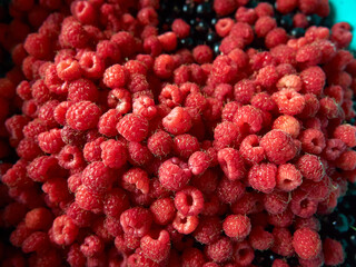 a handful of freshly picked raspberries in close-up, a useful berry