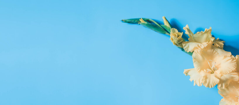 Yellow gladiolus flower on blue background. Card design with copy space for your text.