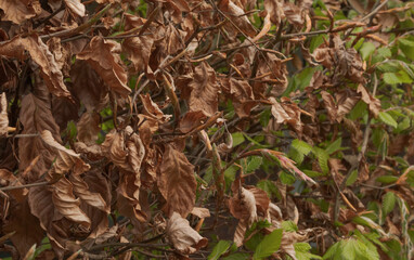 Copper Beech (Fagus sylvatica atropurpurea). Seasonal change the color. close-up